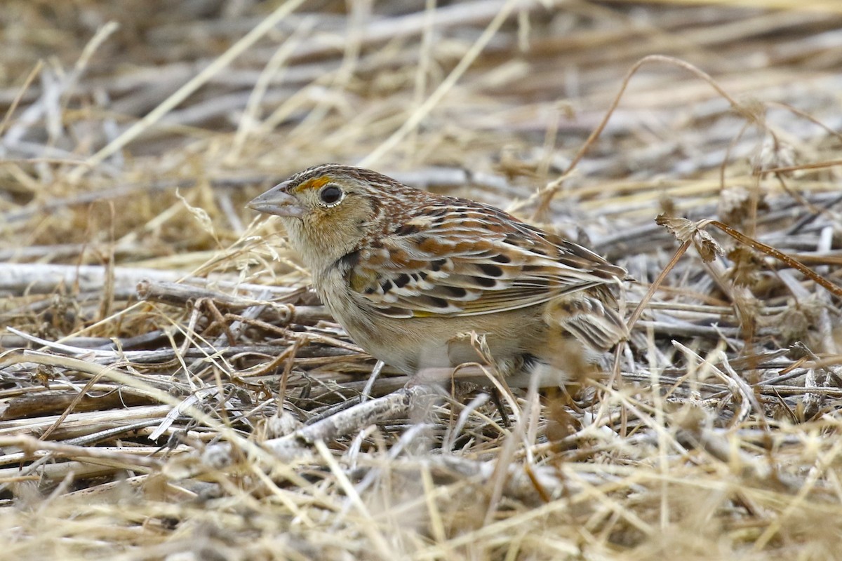 Grasshopper Sparrow - mario balitbit