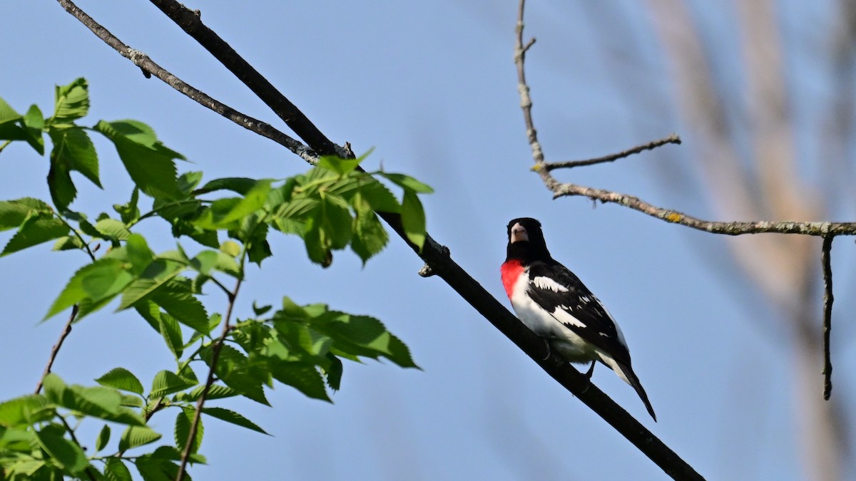 Rose-breasted Grosbeak - ML619455683