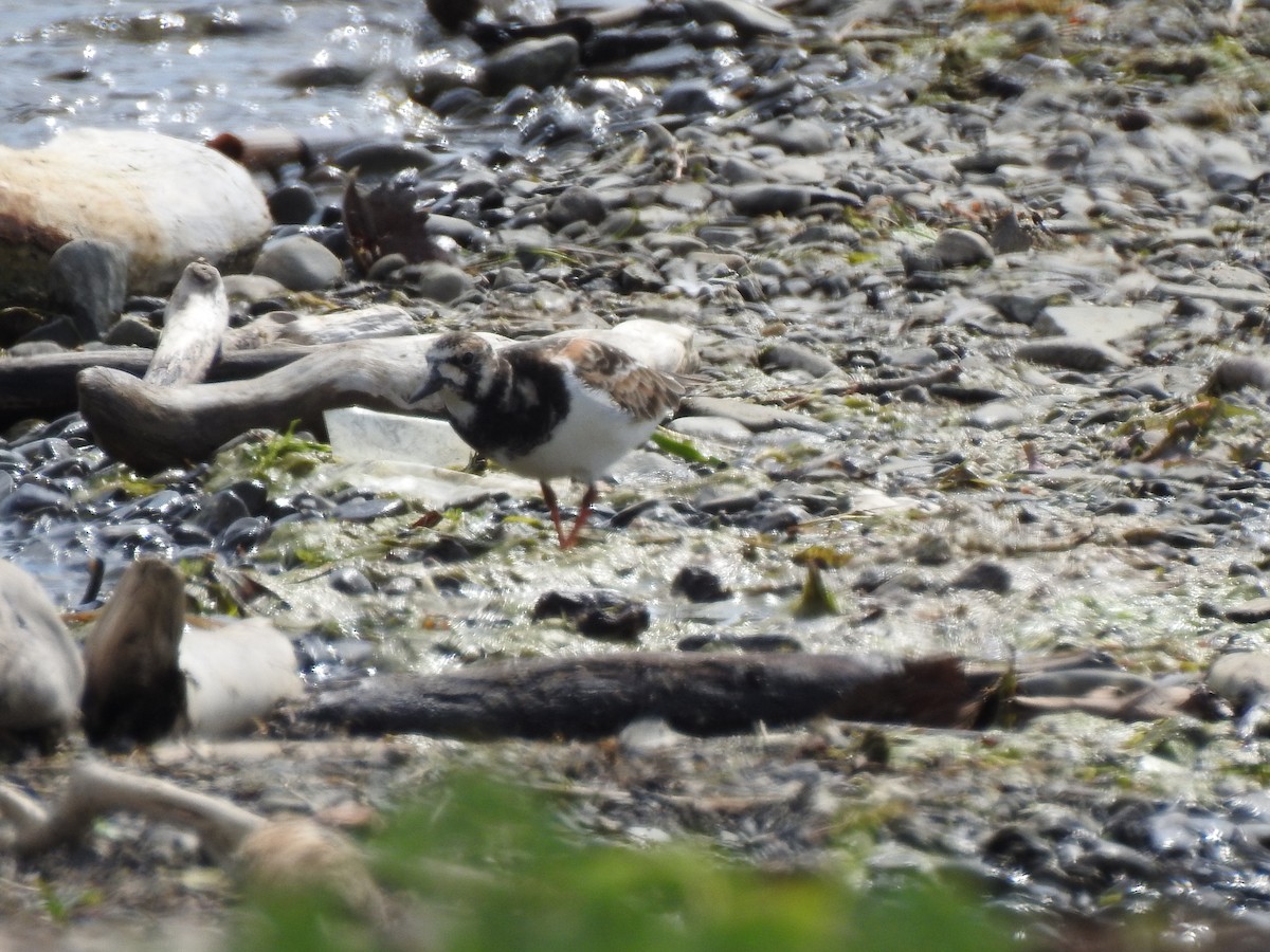 Ruddy Turnstone - ML619455689