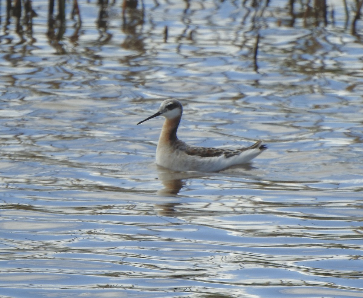 Wilson's Phalarope - Bruce Mellberg