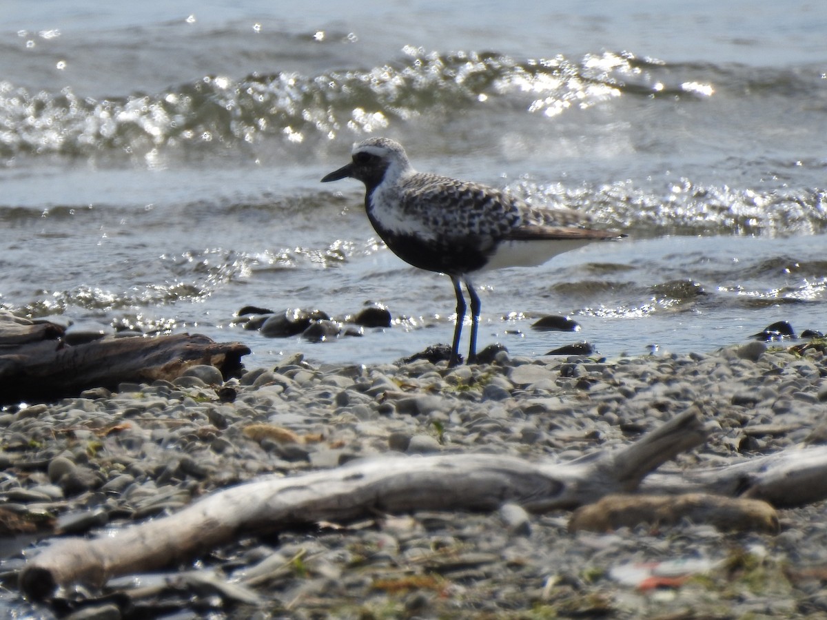 Black-bellied Plover - Matt Leach