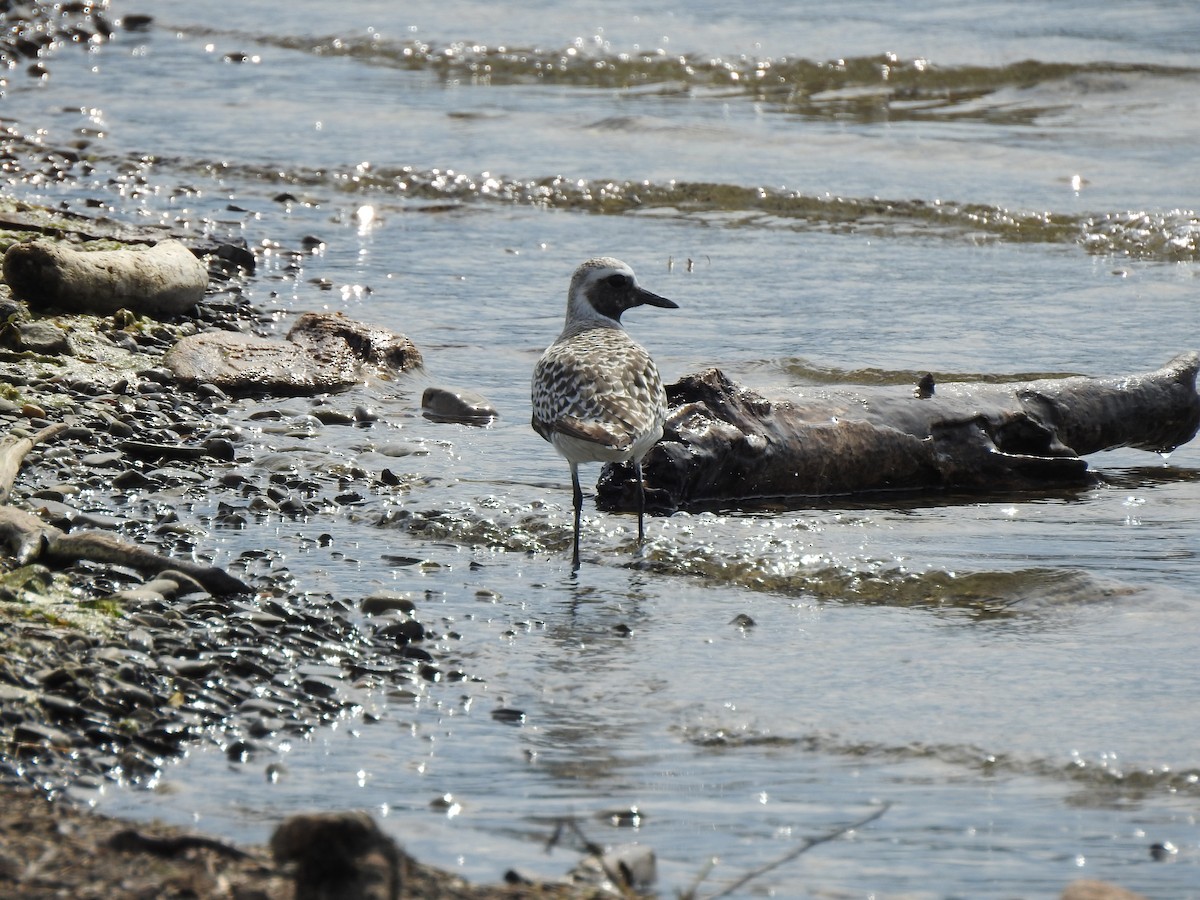 Black-bellied Plover - Matt Leach