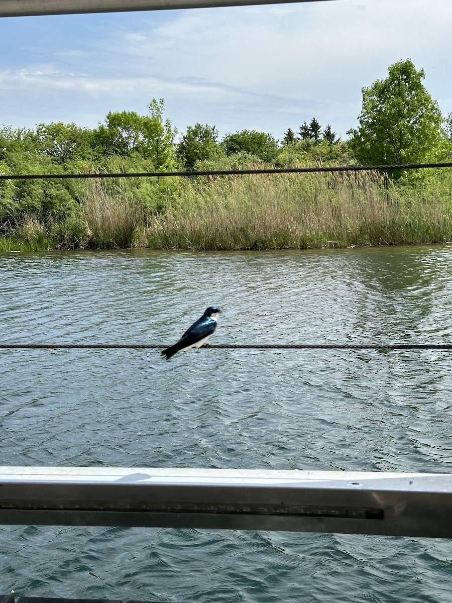 Tree Swallow - Chenelle D’Cruz