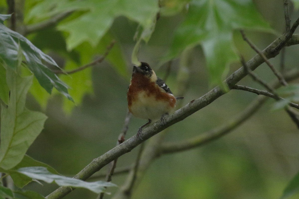 Bay-breasted Warbler - ML619455706