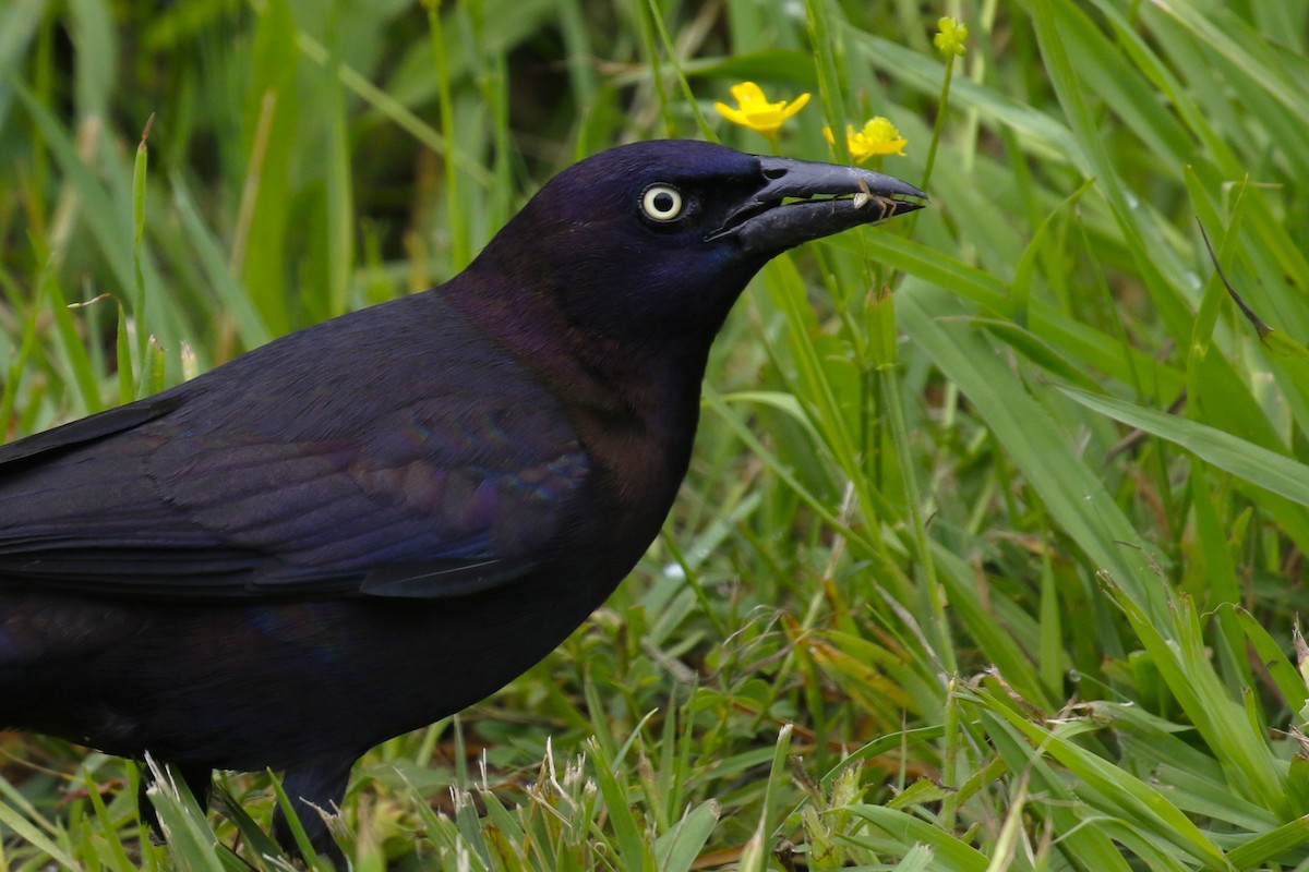 Common Grackle (Florida/Purple) - ML619455714