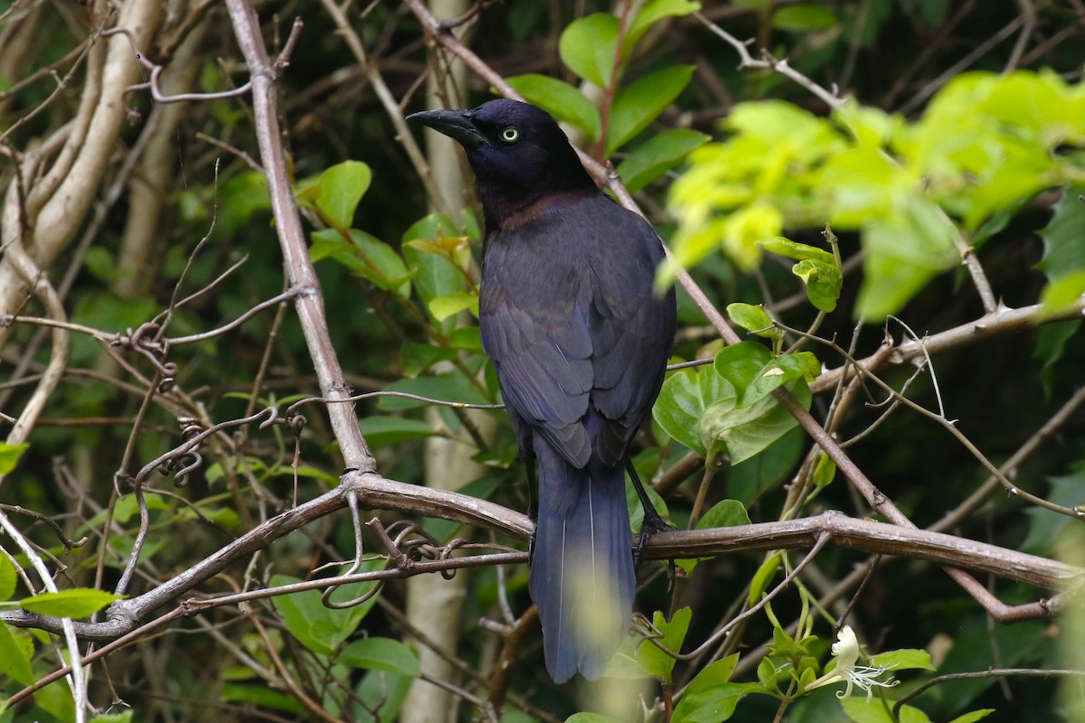 Common Grackle (Florida/Purple) - ML619455715