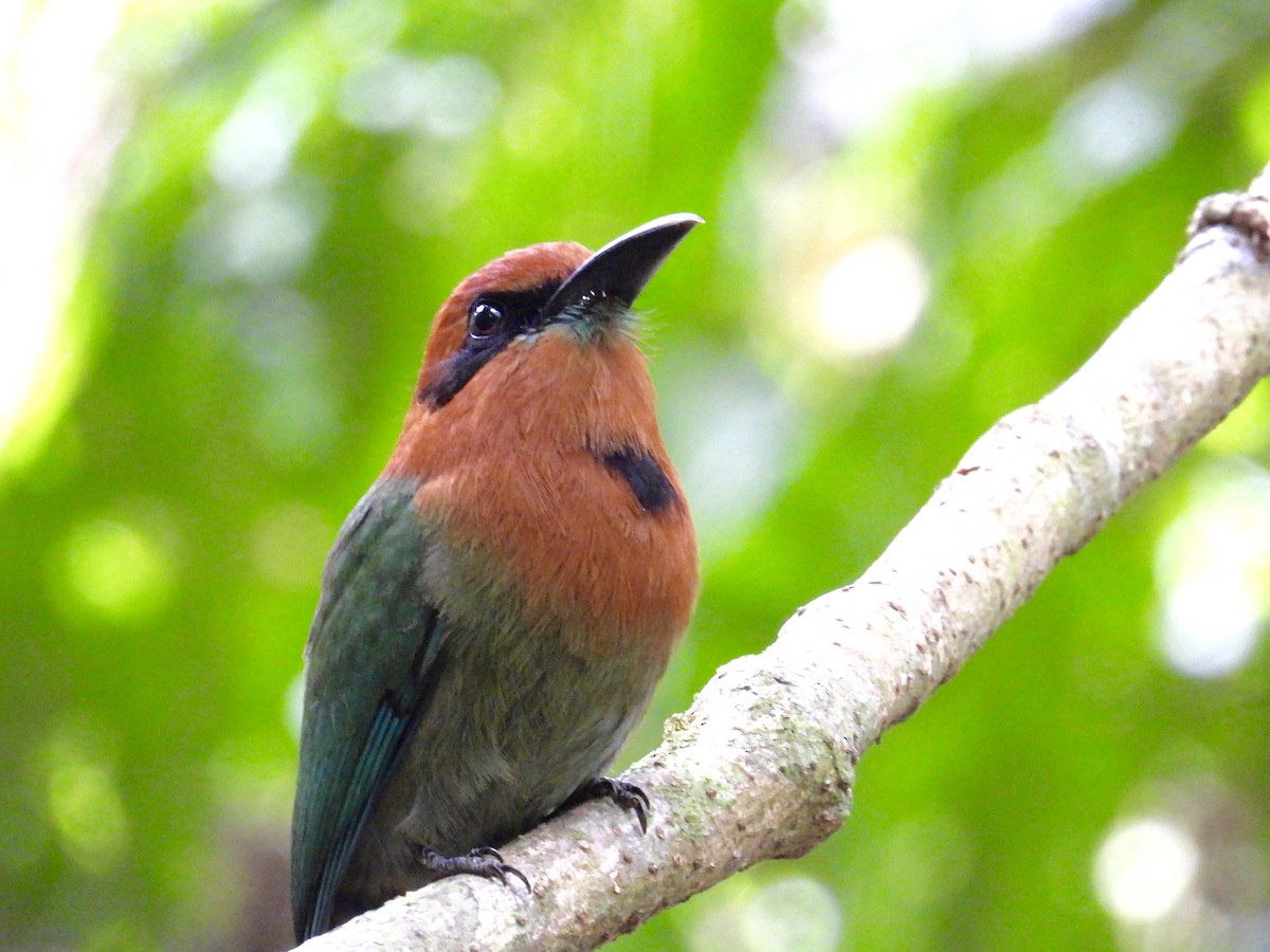 Broad-billed Motmot - Alejandra Pons