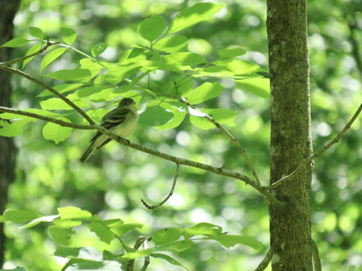 Acadian Flycatcher - scott baldinger