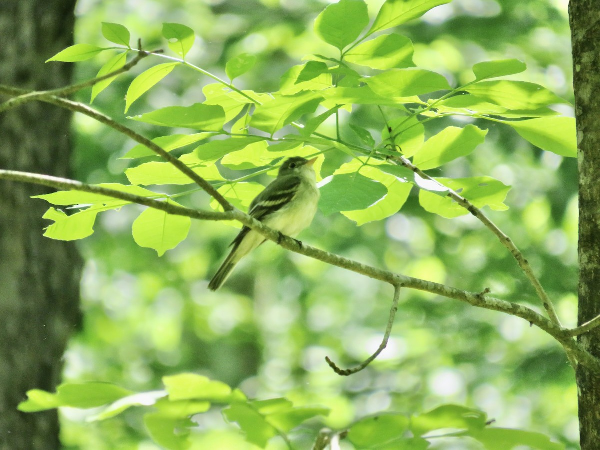 Acadian Flycatcher - scott baldinger