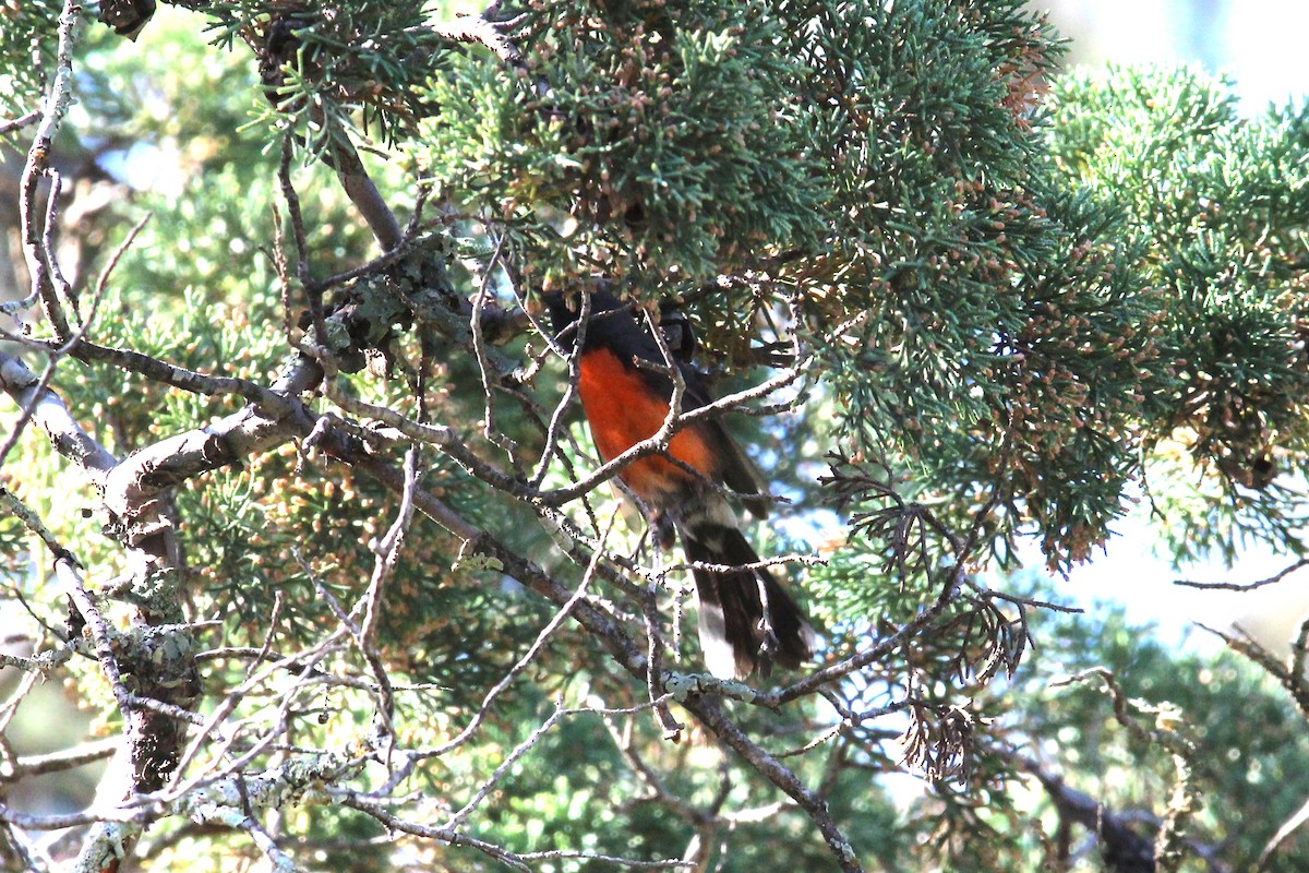 Slate-throated Redstart - Jesse Pline