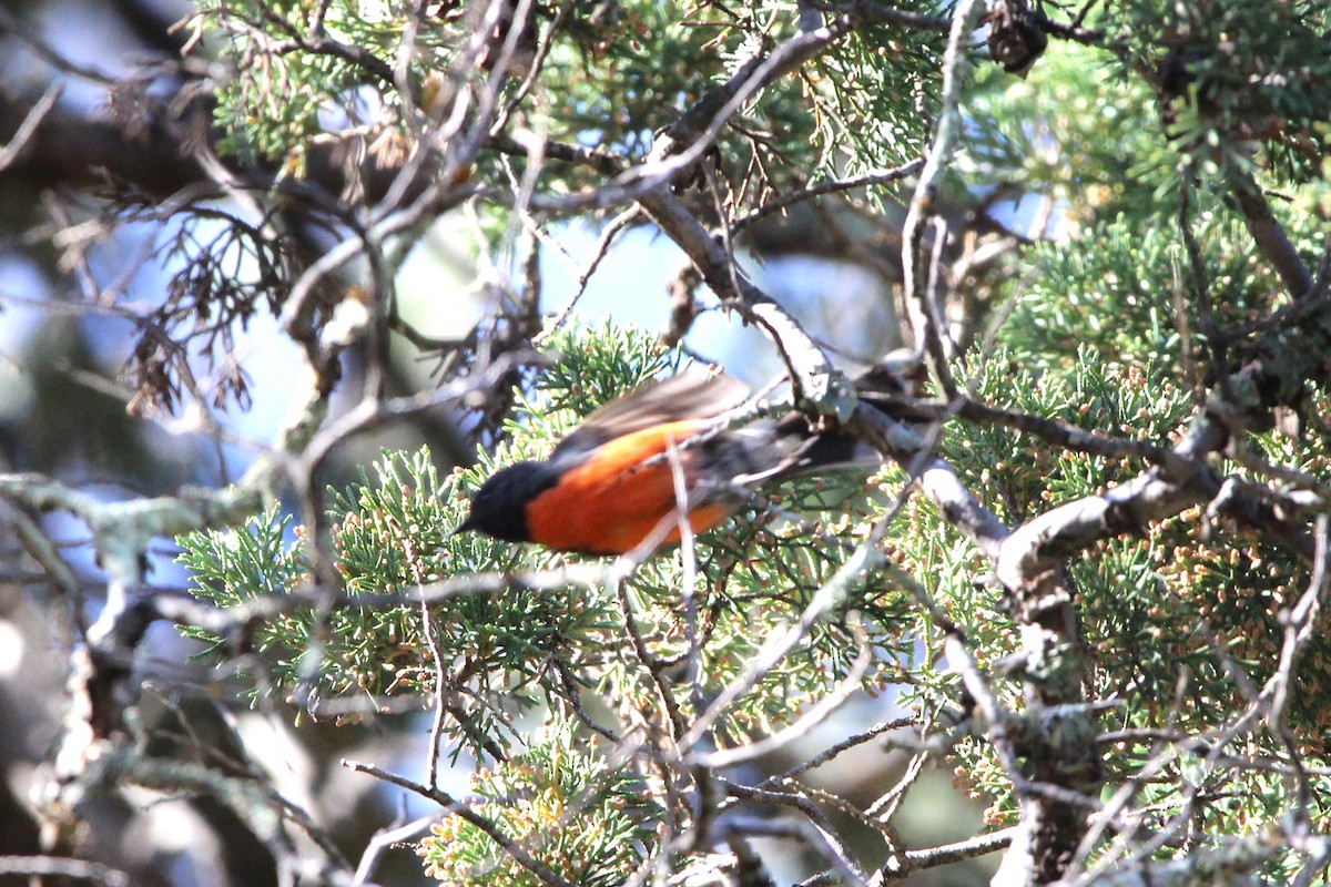 Slate-throated Redstart - Jesse Pline