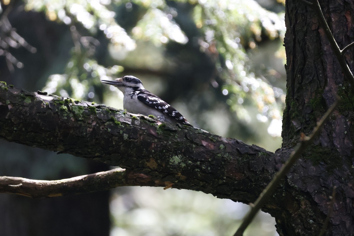 Hairy Woodpecker - Mathieu Soetens