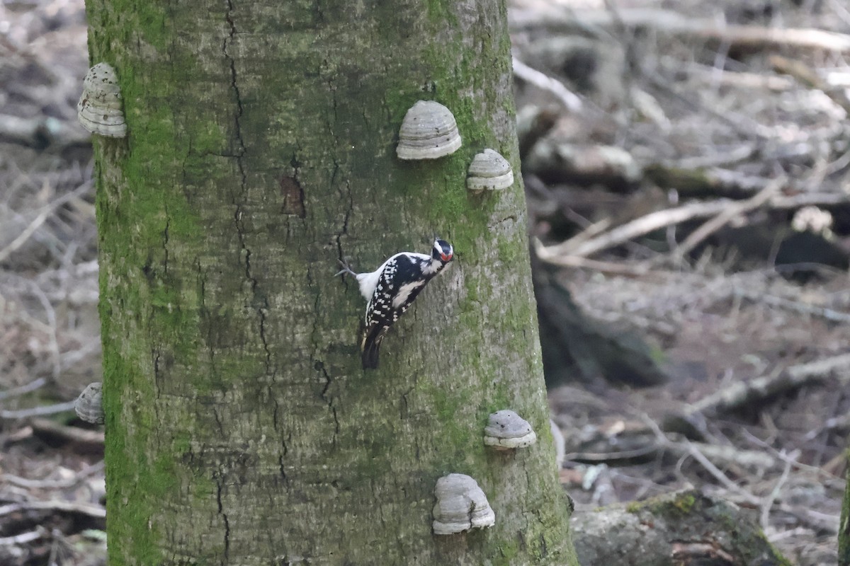 Hairy Woodpecker - Mathieu Soetens