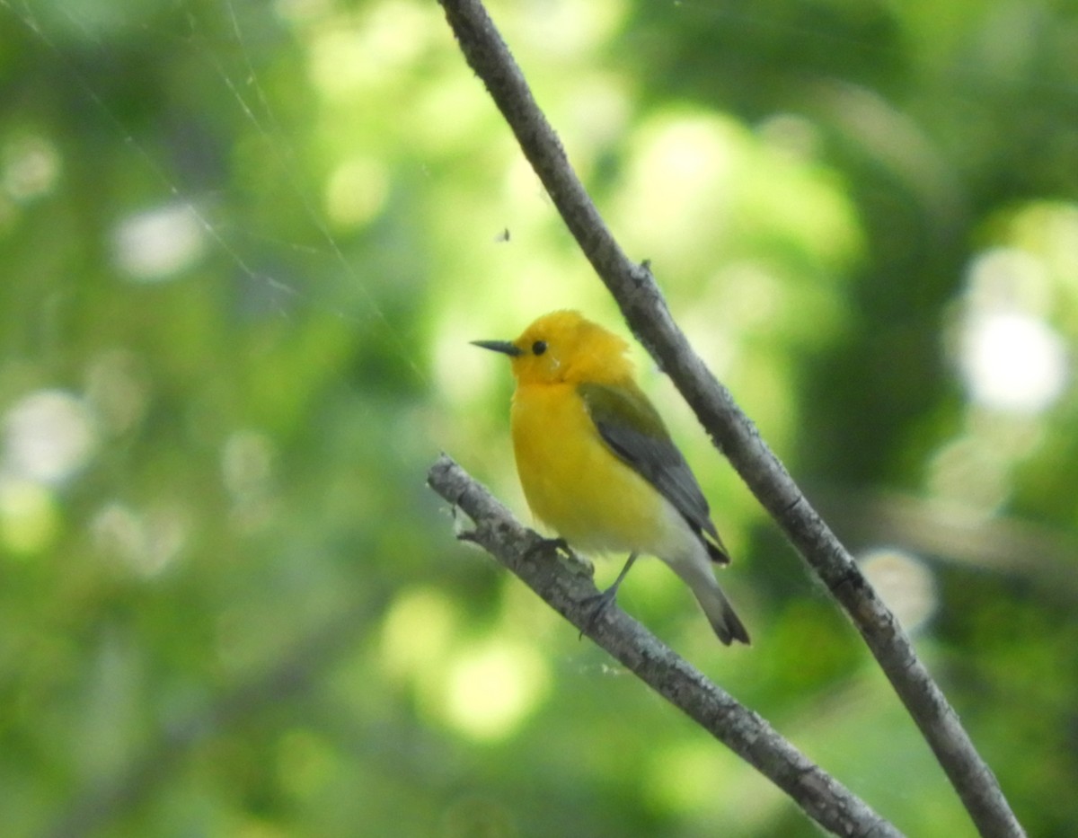 Prothonotary Warbler - Marion Miller