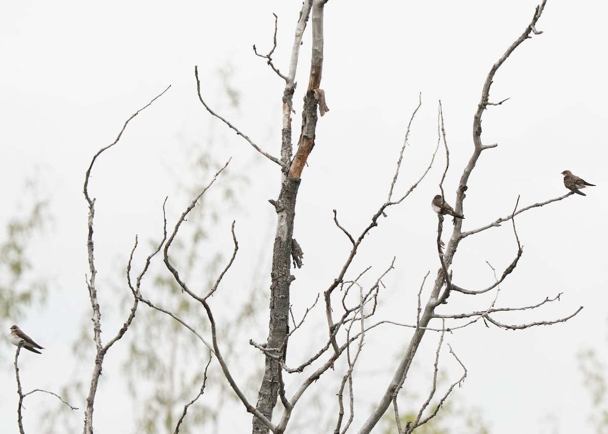 Northern Rough-winged Swallow - Pam Hardy