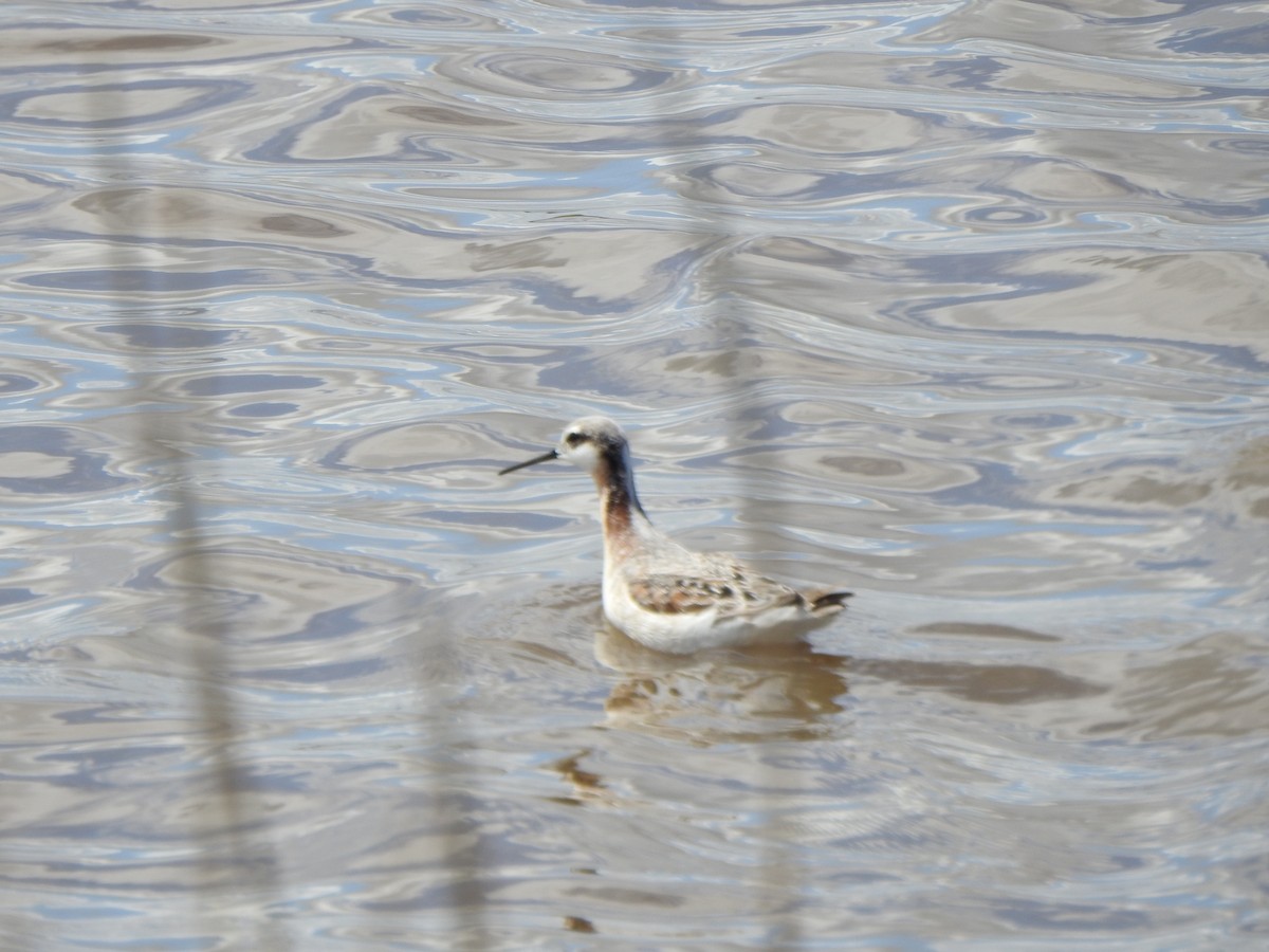 Wilson's Phalarope - Bruce Mellberg