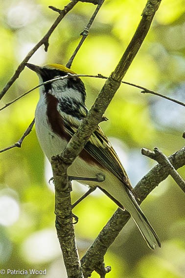 Chestnut-sided Warbler - Mass Audubon North Shore