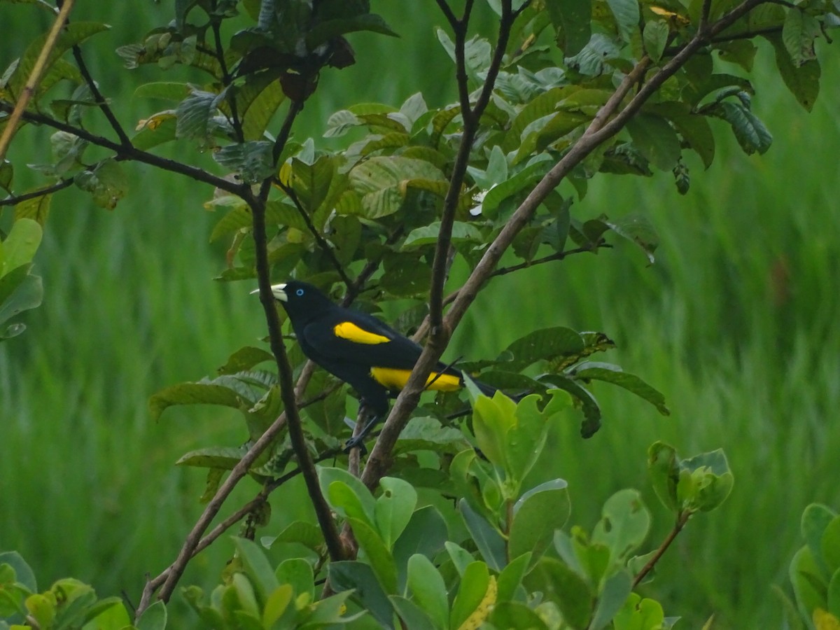 Yellow-rumped Cacique - ML619455819