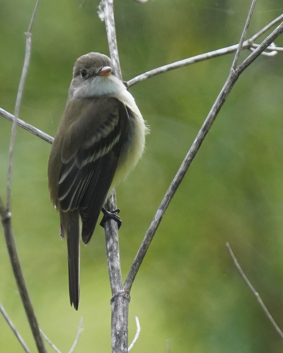 Willow Flycatcher - Dennis Mersky