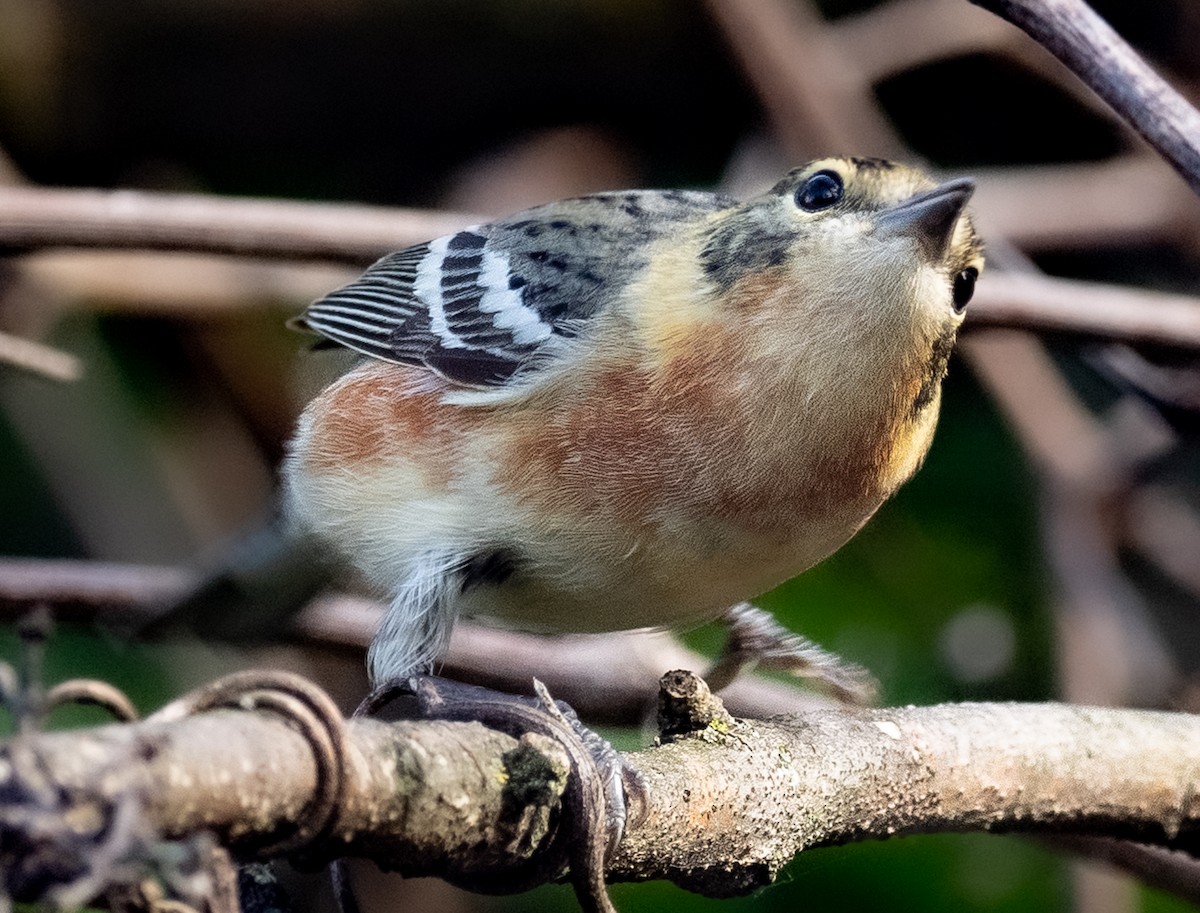 Bay-breasted Warbler - Lynn Chapman