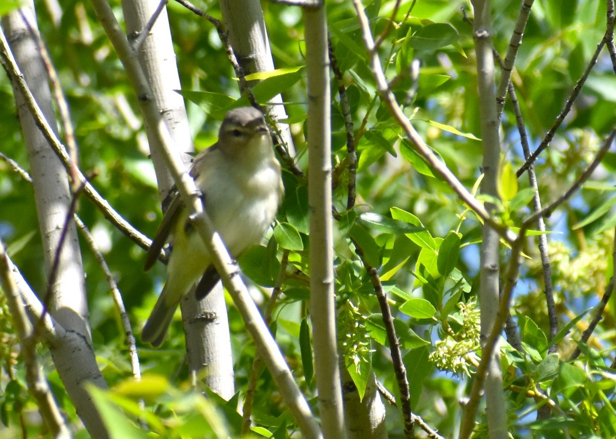 Warbling Vireo - Alec Andrus