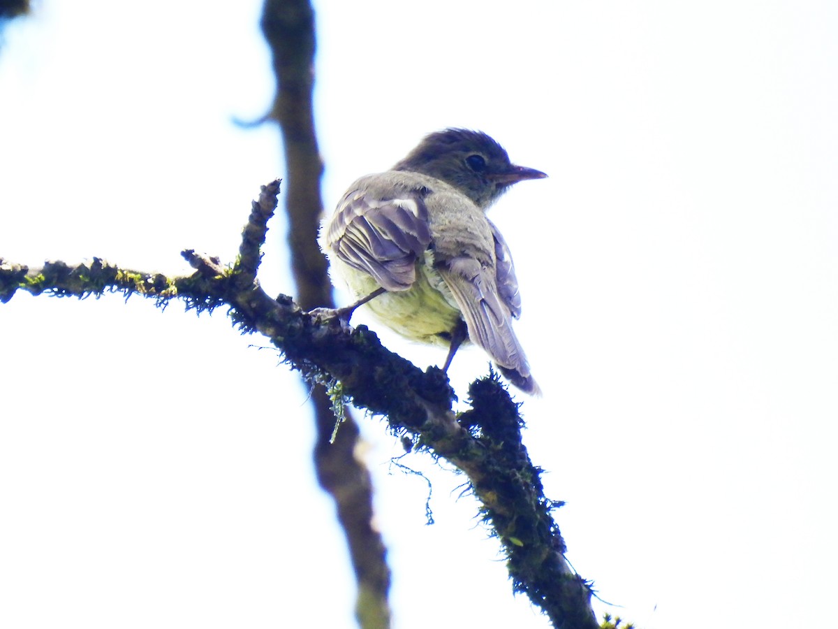 Yellow-bellied Elaenia - Marilyn Ureña