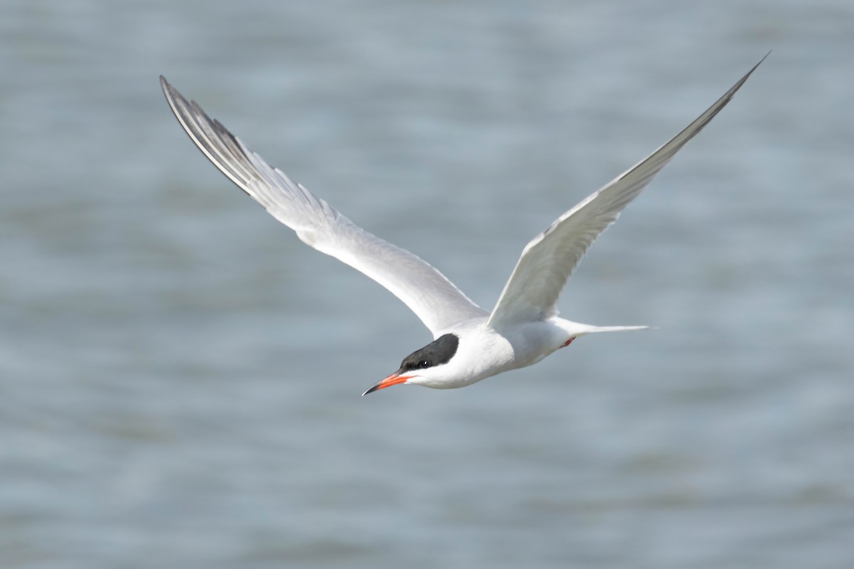 Common Tern - Alejandro Sanz