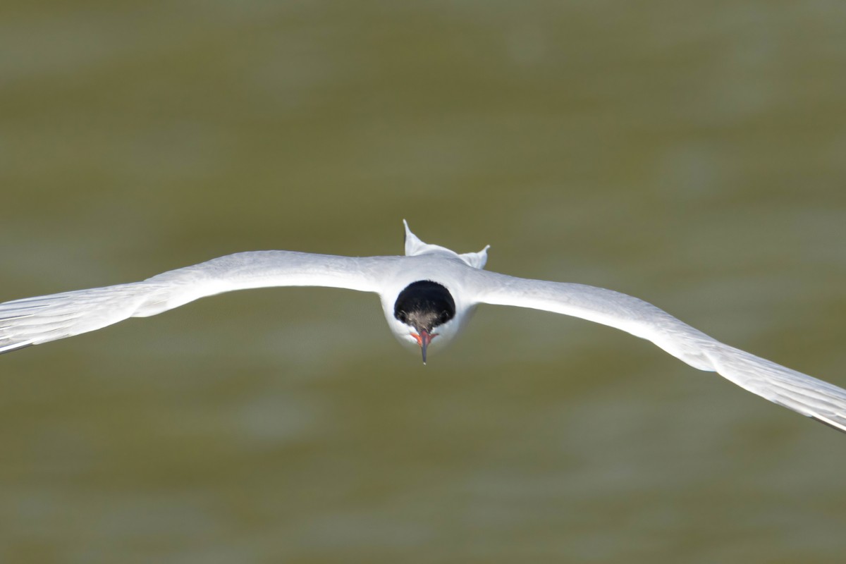 Common Tern - Alejandro Sanz