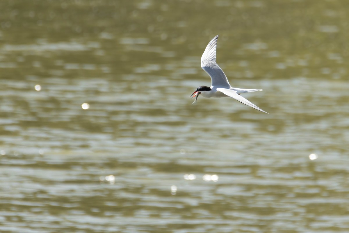 Common Tern - Alejandro Sanz