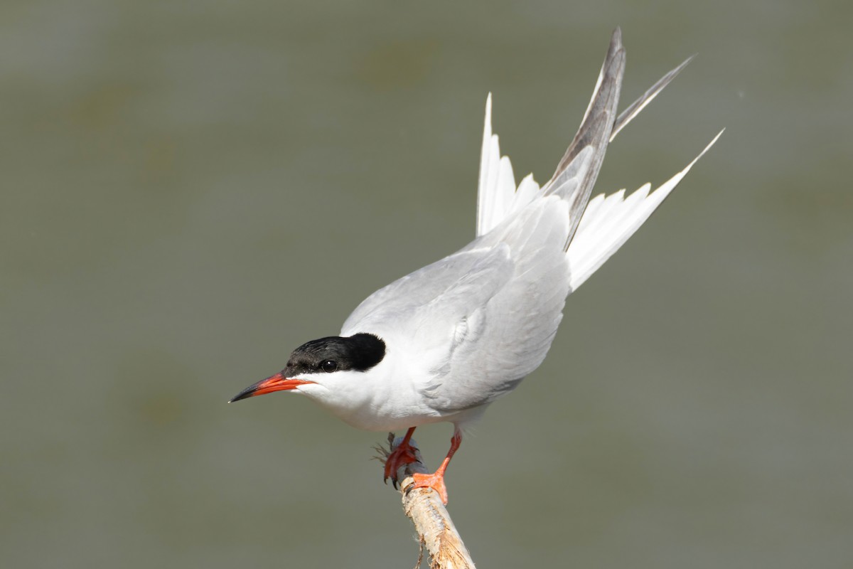 Common Tern - Alejandro Sanz