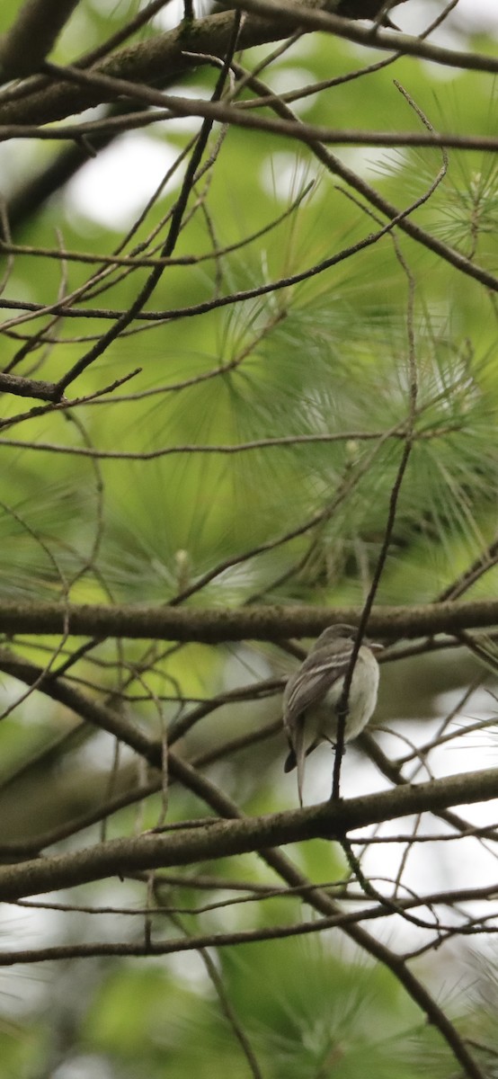 Least Flycatcher - Annette Sheets