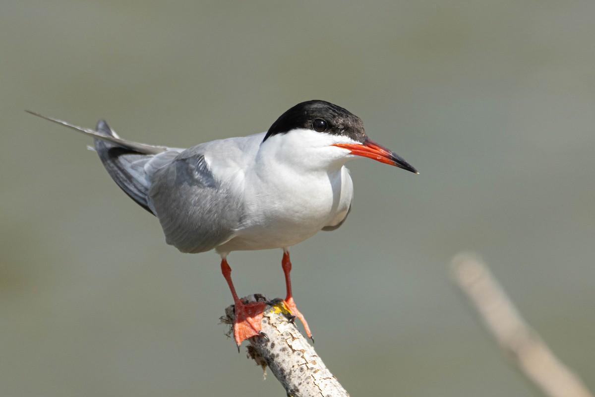 Common Tern - Alejandro Sanz