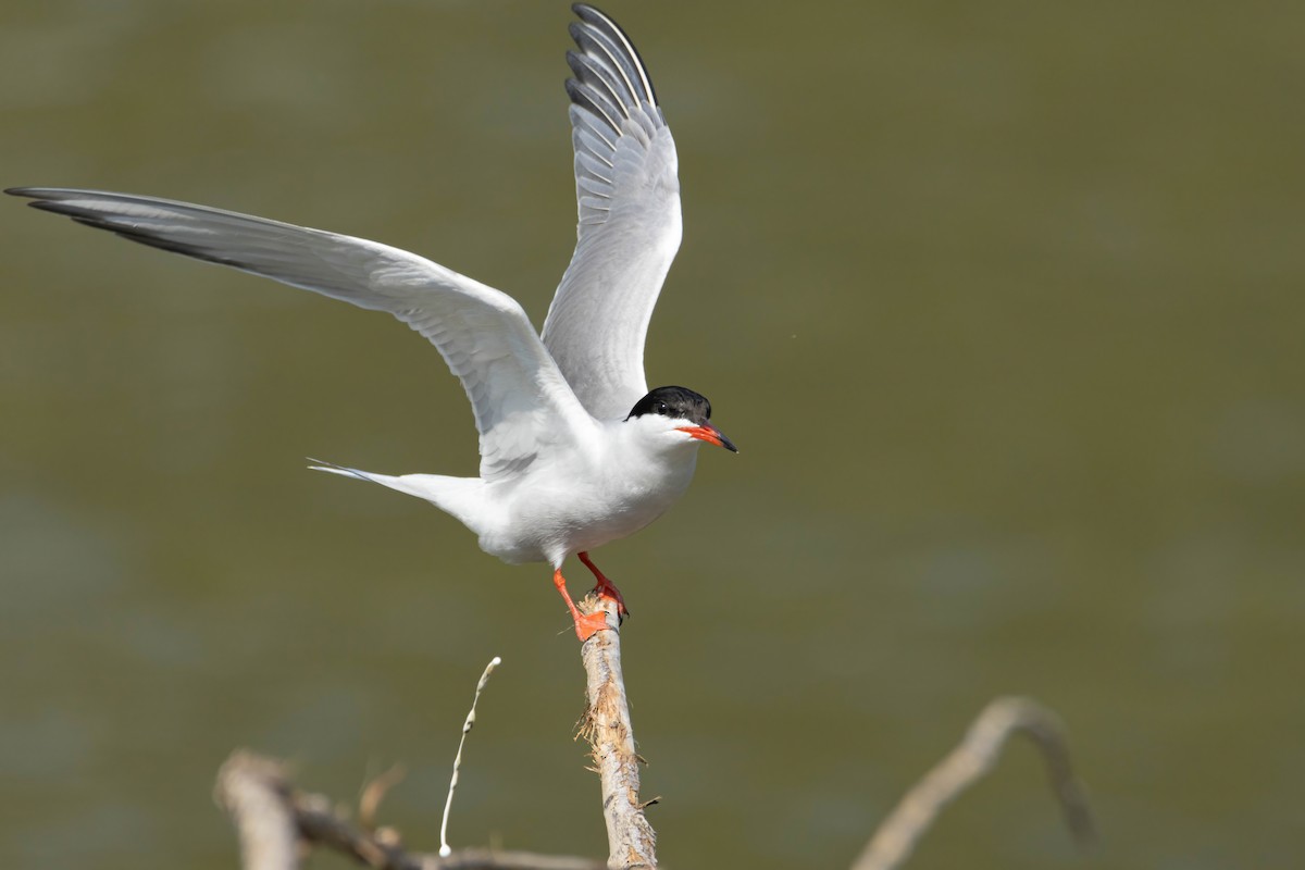 Common Tern - Alejandro Sanz