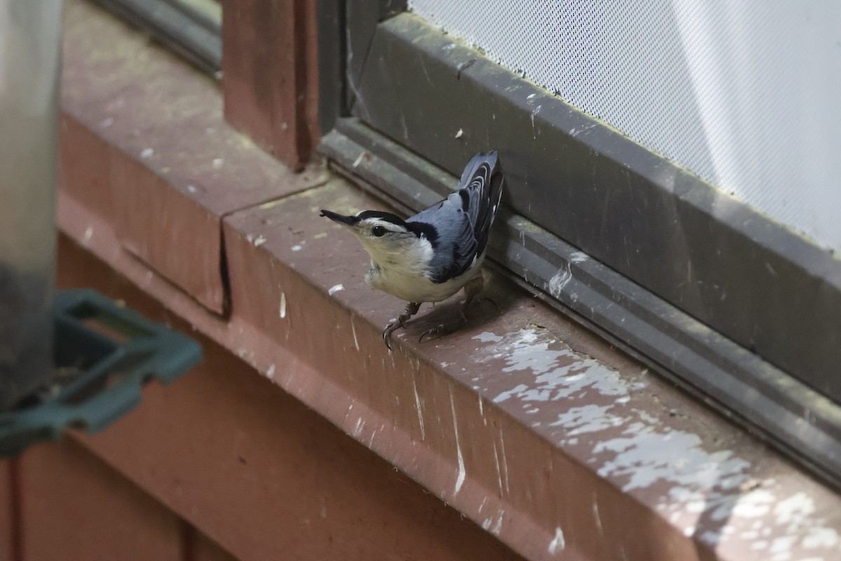 White-breasted Nuthatch - Mathieu Soetens