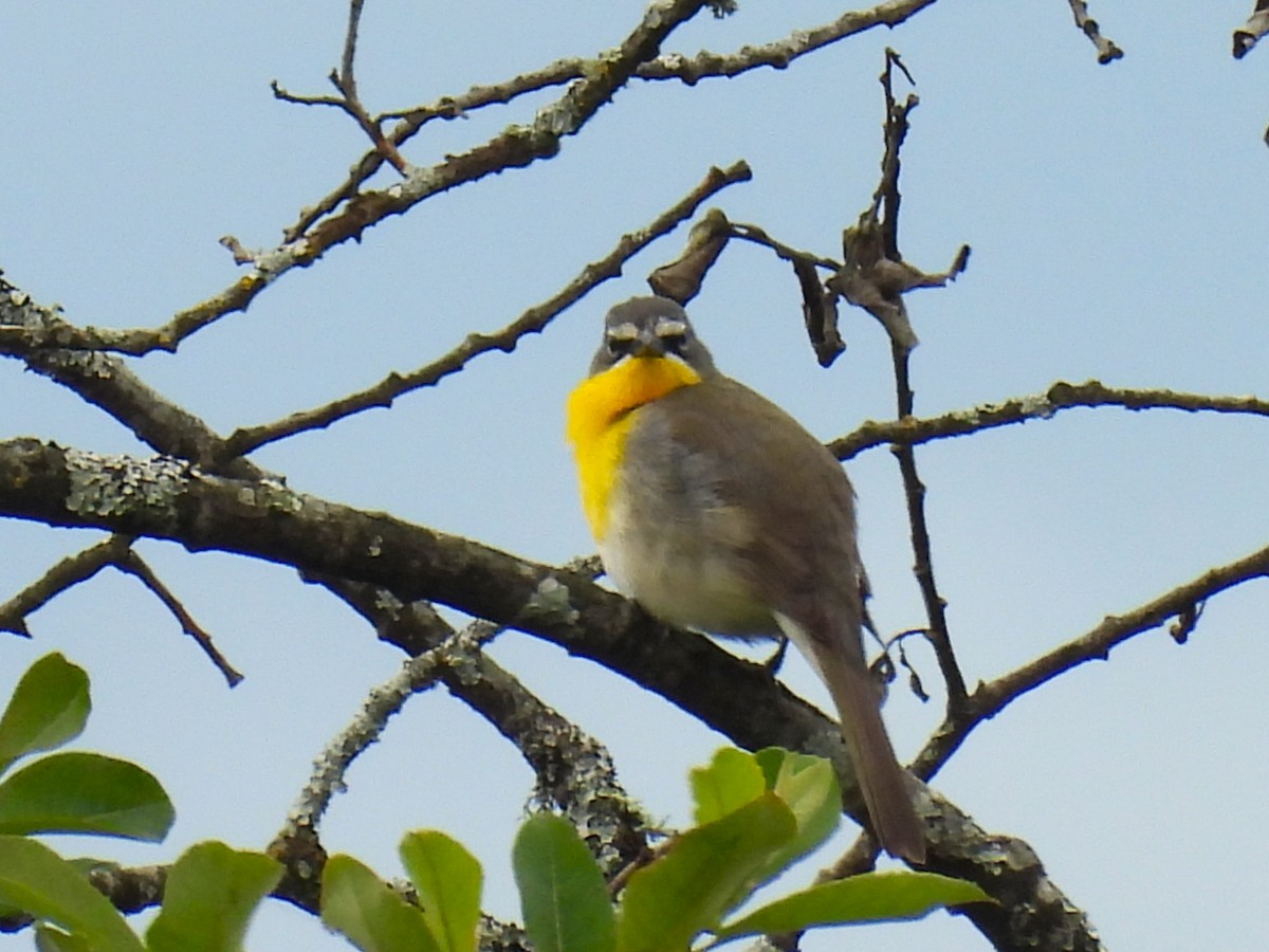 Yellow-breasted Chat - ML619455880