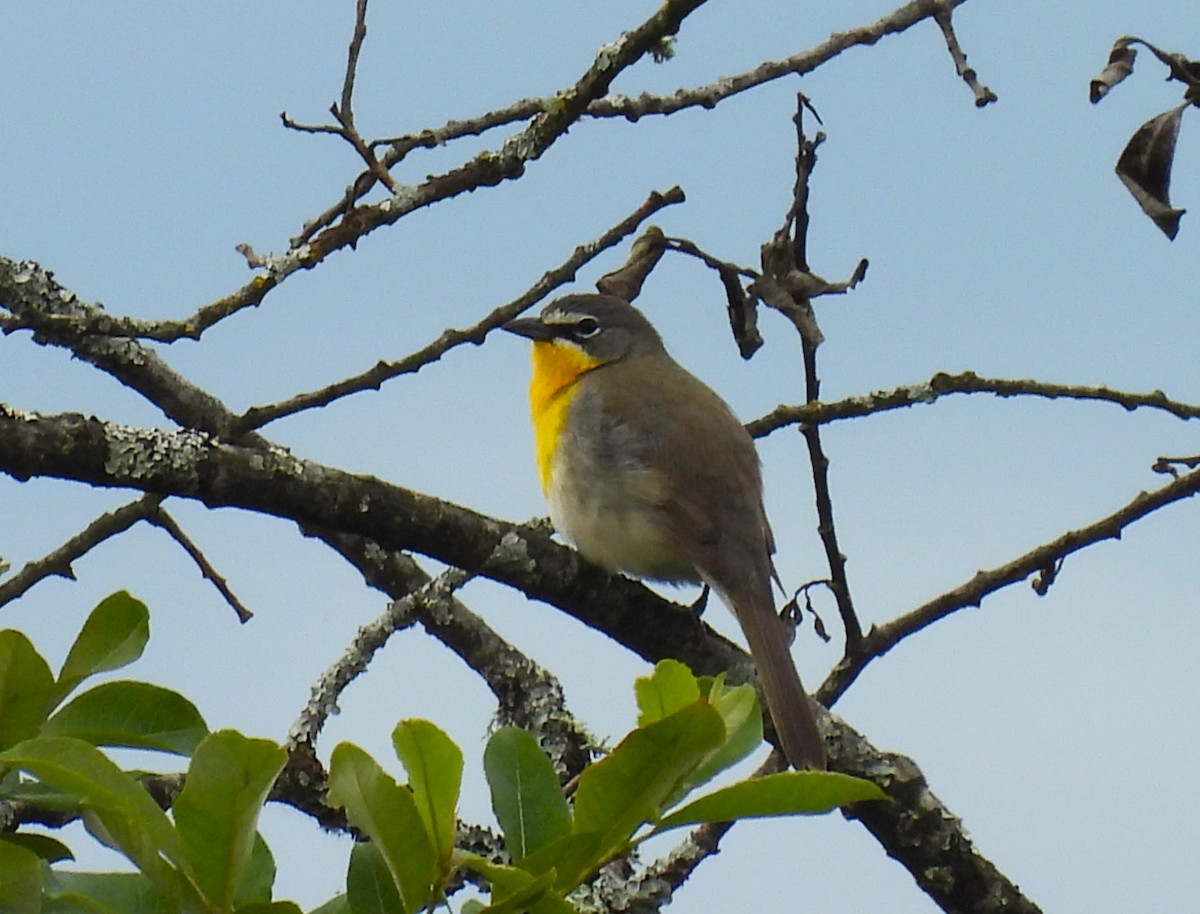 Yellow-breasted Chat - ML619455881