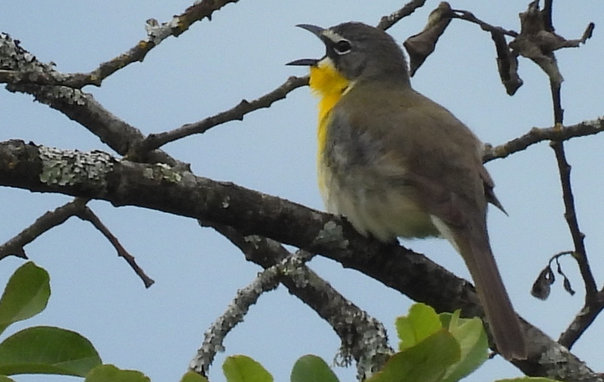 Yellow-breasted Chat - ML619455882