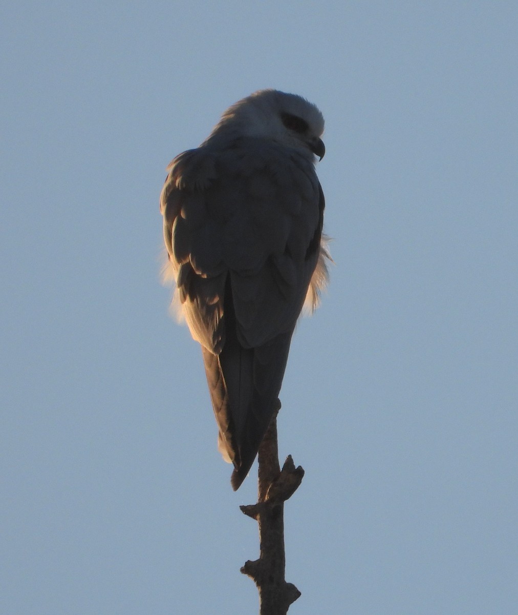 Black-shouldered Kite - Rodney Macready