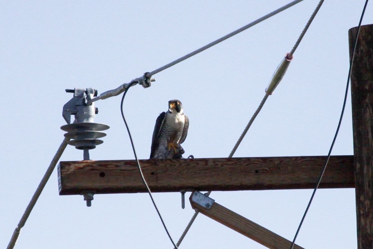 Peregrine Falcon - Guy David