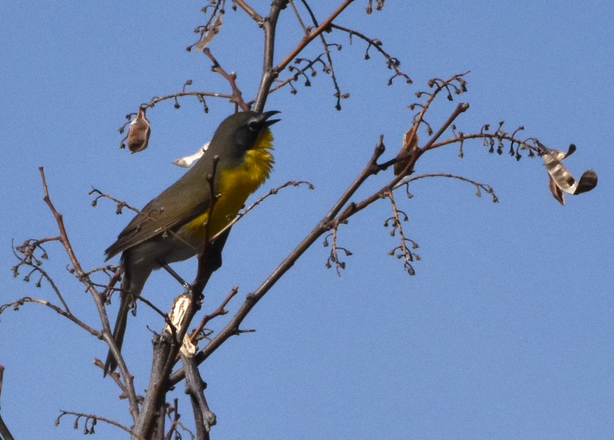 Yellow-breasted Chat - Alec Andrus