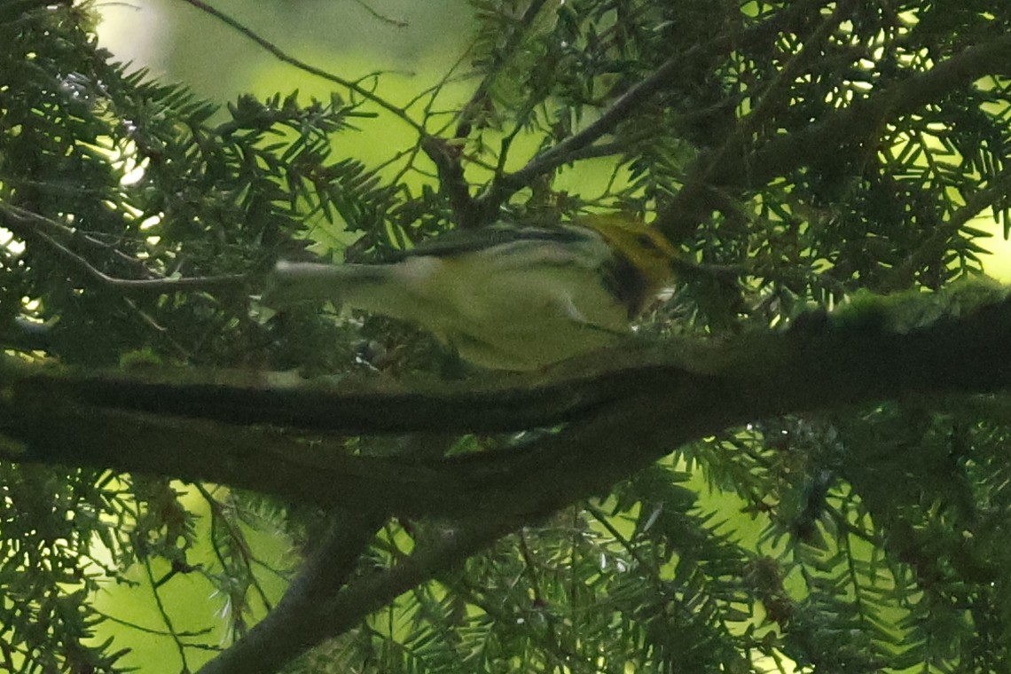 Black-throated Green Warbler - Mathieu Soetens