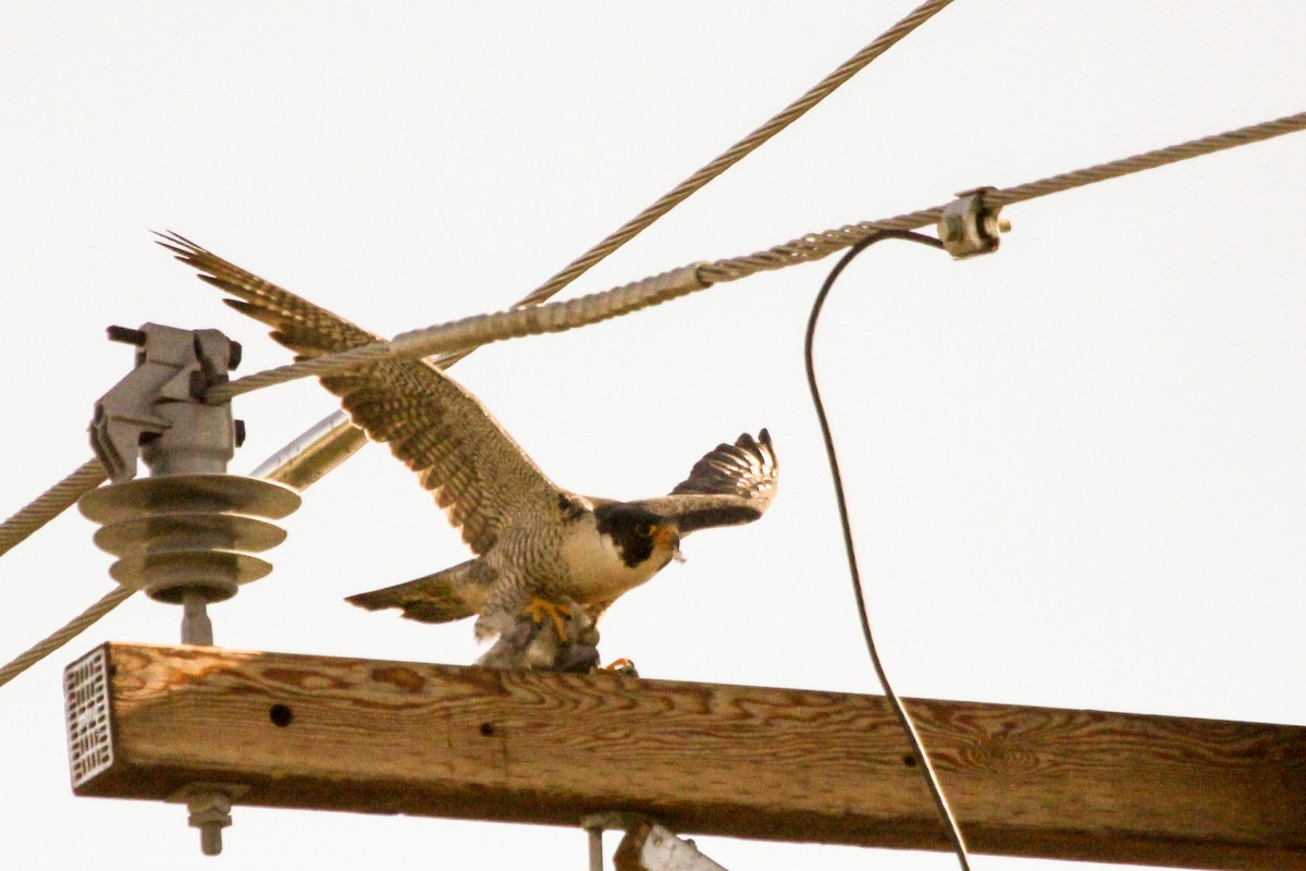 Peregrine Falcon - Guy David