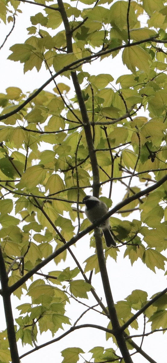 Black-capped Chickadee - ML619455924