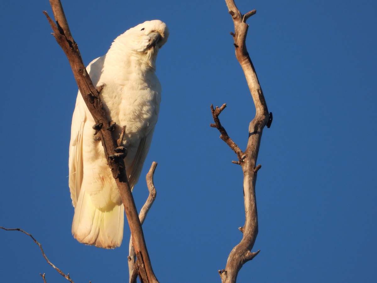 Sulphur-crested Cockatoo - Rodney Macready