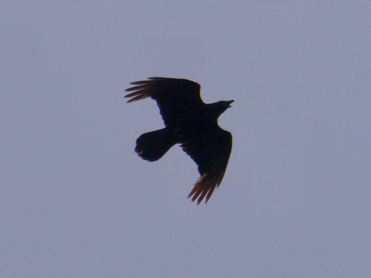 Common Raven - ML619455927