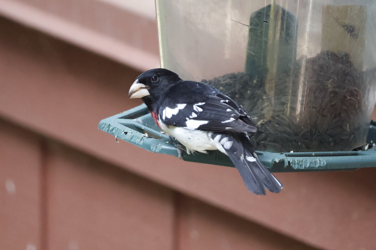 Rose-breasted Grosbeak - Mathieu Soetens