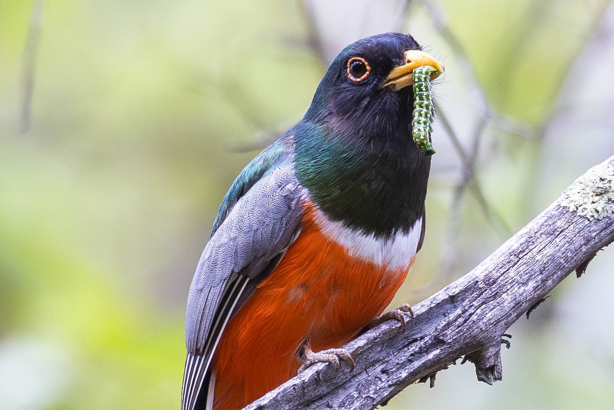 Elegant Trogon - Linda McNulty