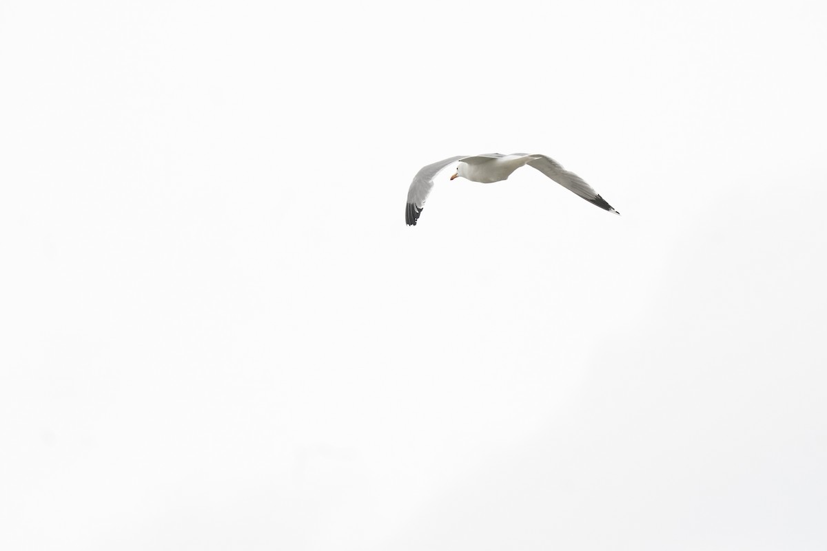 California Gull - ML619455942