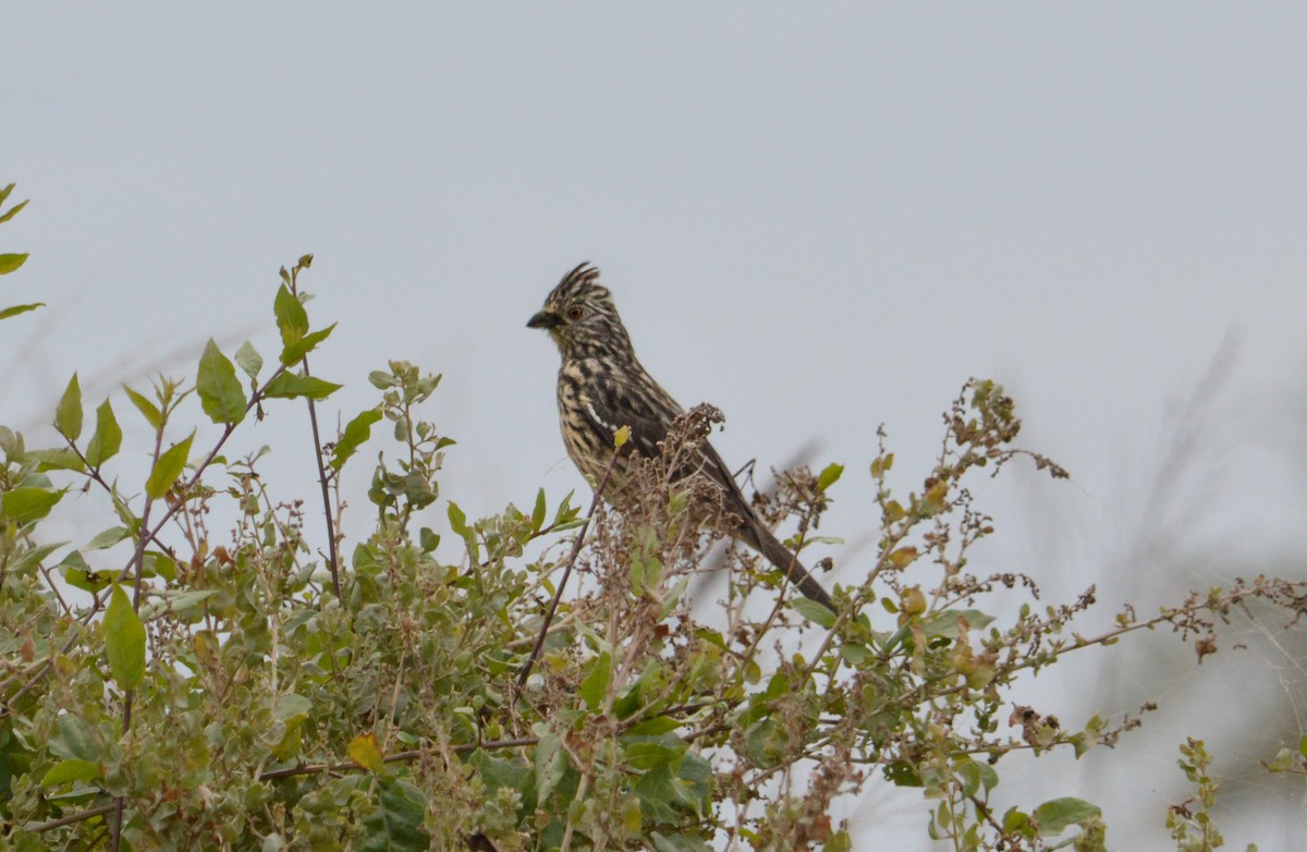 White-tipped Plantcutter - Jose Navarro