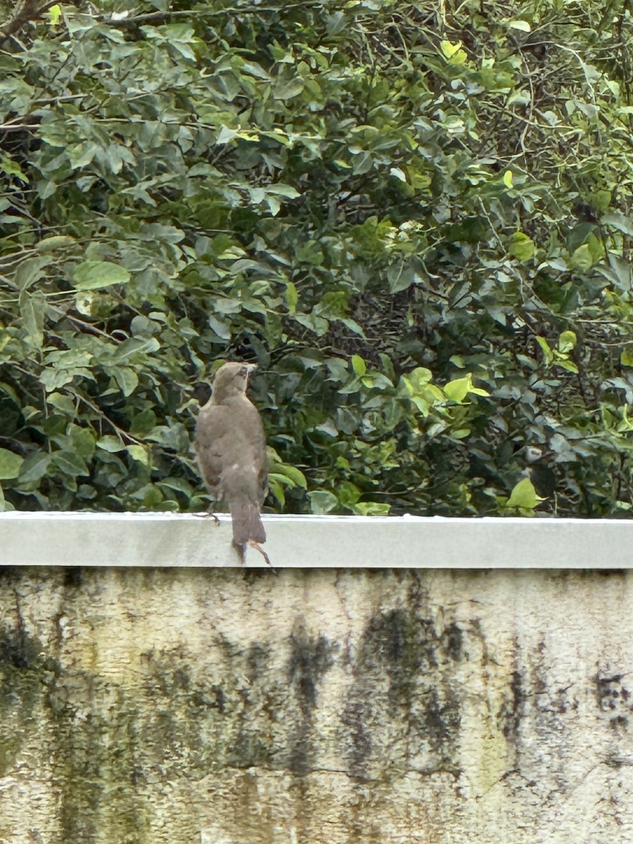 Creamy-bellied Thrush - Clarisse Odebrecht